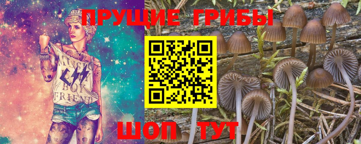 Псилоцибиновые грибы мицелий Сафоново